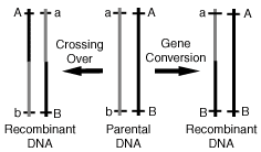 Crossing over VS Gene conversion