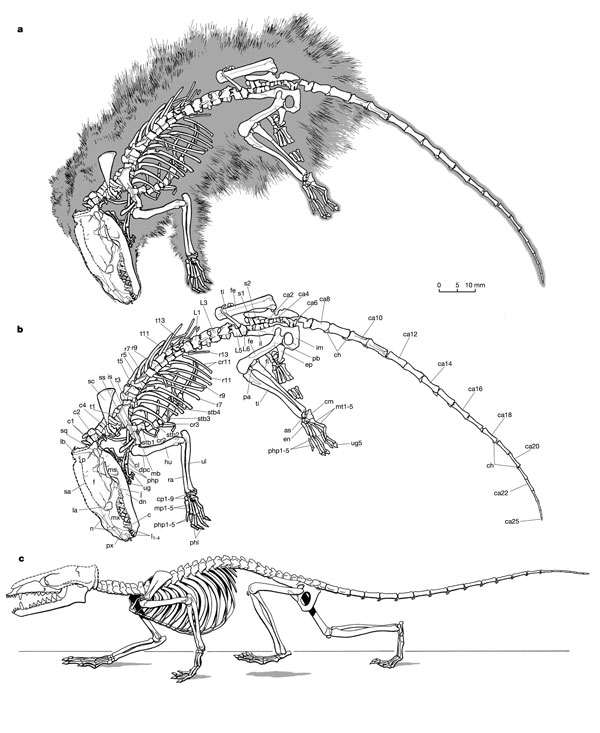 Illustration of Eomaia scansoria fossil