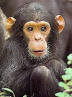 Chimp picture