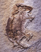 The eomaia fossil