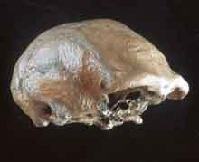 picture of new Homo erectus calvarium