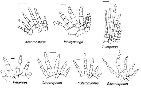 Reconstruction of feet of various taxa of early tetrapods